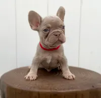 BRODY, a male French Bulldog for sale in Lehigh Acres, FL – 2 of 6