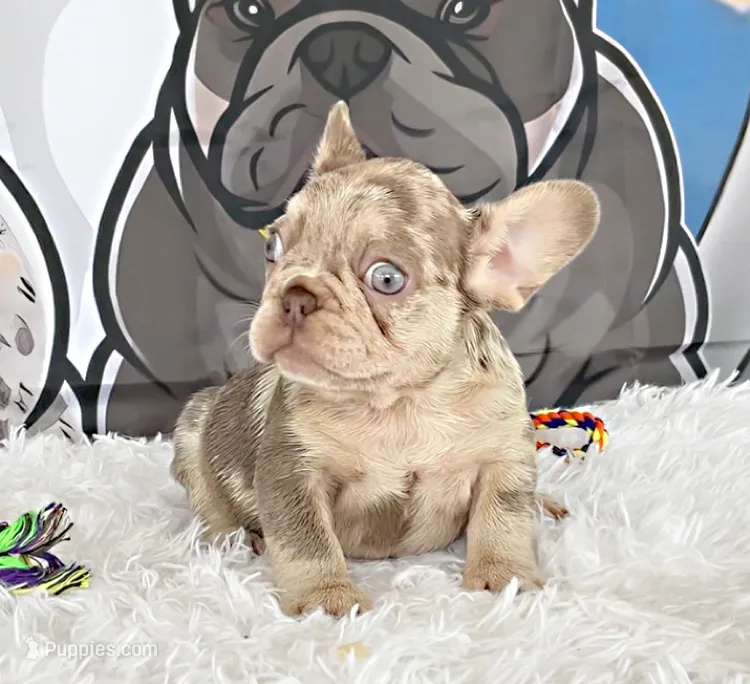 CHLOE – French Bulldog puppy for sale in Lehigh Acres, FL