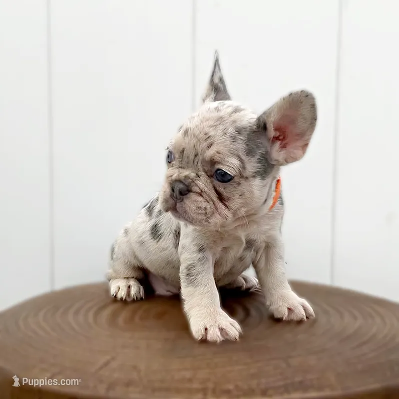 BARBIE – French Bulldog puppy for sale in Lehigh Acres, FL