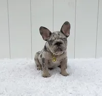 ENZO, a male French Bulldog for sale in Lehigh Acres, FL – 5 of 5