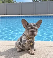 ELIOT, a male French Bulldog for sale in Lehigh Acres, FL – 2 of 8