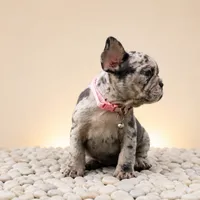 ENMA, a female French Bulldog for sale in Lehigh Acres, FL – 8 of 10