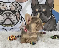 BELLA, a female French Bulldog for sale in Lehigh Acres, FL – 2 of 3