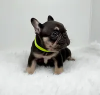 KIRA, a female French Bulldog for sale in Lehigh Acres, FL – Photo 9 of 10