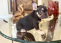 KIRA, a female French Bulldog for sale in Lehigh Acres, FL – Photo 1 of 10