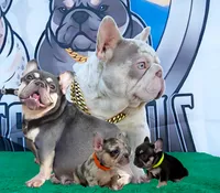 KIRA, a female French Bulldog for sale in Lehigh Acres, FL – Photo 5 of 10