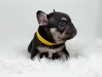 KIRA, a female French Bulldog for sale in Lehigh Acres, FL – Photo 7 of 10