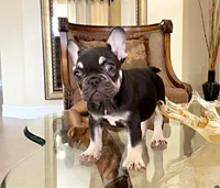 KIRA, a female French Bulldog for sale in Lehigh Acres, FL – Photo 2 of 10