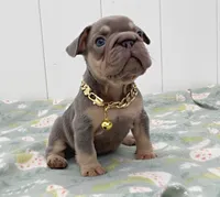 GORDON, a male French Bulldog for sale in Lehigh Acres, FL – 4 of 4