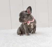 EVA, a female French Bulldog for sale in Lehigh Acres, FL – 3 of 4