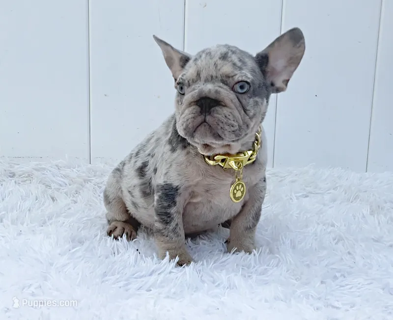 ENZO – French Bulldog puppy for sale in Lehigh Acres, FL