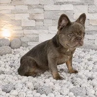 LEO, a male French Bulldog for sale in Lehigh Acres, FL – 3 of 3