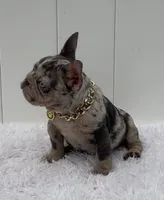 ELIOT, a male French Bulldog for sale in Lehigh Acres, FL – 3 of 7