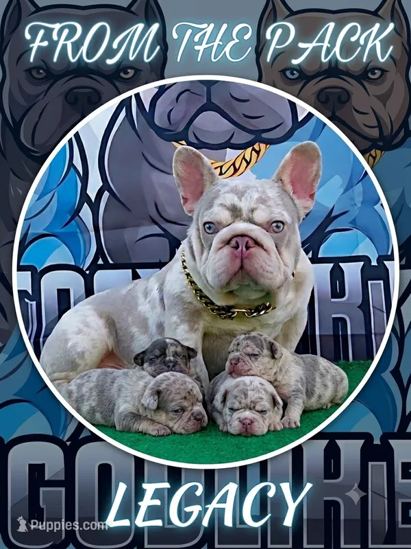 CHANNEL – French Bulldog puppy for sale in Lehigh Acres, FL