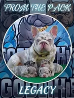 CHANNEL, a female French Bulldog for sale in Lehigh Acres, FL – 2 of 3