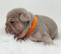 BETTY, a female French Bulldog for sale in Lehigh Acres, FL – 4 of 4