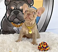 BRODY, a male French Bulldog for sale in Lehigh Acres, FL – 1 of 2