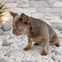 LEO, a male French Bulldog for sale in Lehigh Acres, FL – 2 of 3