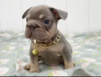 GORDON, a male French Bulldog for sale in Lehigh Acres, FL – 3 of 4
