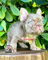 ALEXA(FLOODLE), a female French Bulldog for sale in Lehigh Acres, FL – Photo 2 of 4