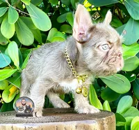 ALEXA(FLOODLE), a female French Bulldog for sale in Lehigh Acres, FL – Photo 3 of 4