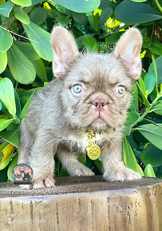 ALEXA(FLOODLE) – French Bulldog puppy for sale in Lehigh Acres, FL