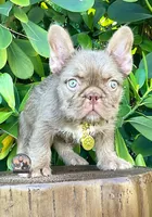 ALEXA(FLOODLE), a female French Bulldog for sale in Lehigh Acres, FL – Photo 1 of 4