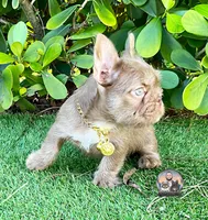 ALEXA(FLOODLE), a female French Bulldog for sale in Lehigh Acres, FL – Photo 4 of 4