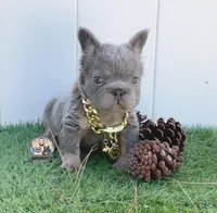 Lucky, a male French Bulldog for sale in Lehigh Acres, FL – Photo 3 of 3