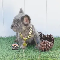 Lucky, a male French Bulldog for sale in Lehigh Acres, FL – Photo 2 of 3