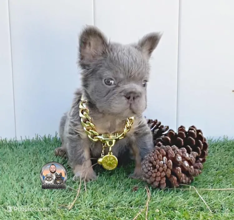 Lucky – French Bulldog puppy for sale in Lehigh Acres, FL