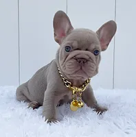BETTY, a female French Bulldog for sale in Lehigh Acres, FL – 2 of 4