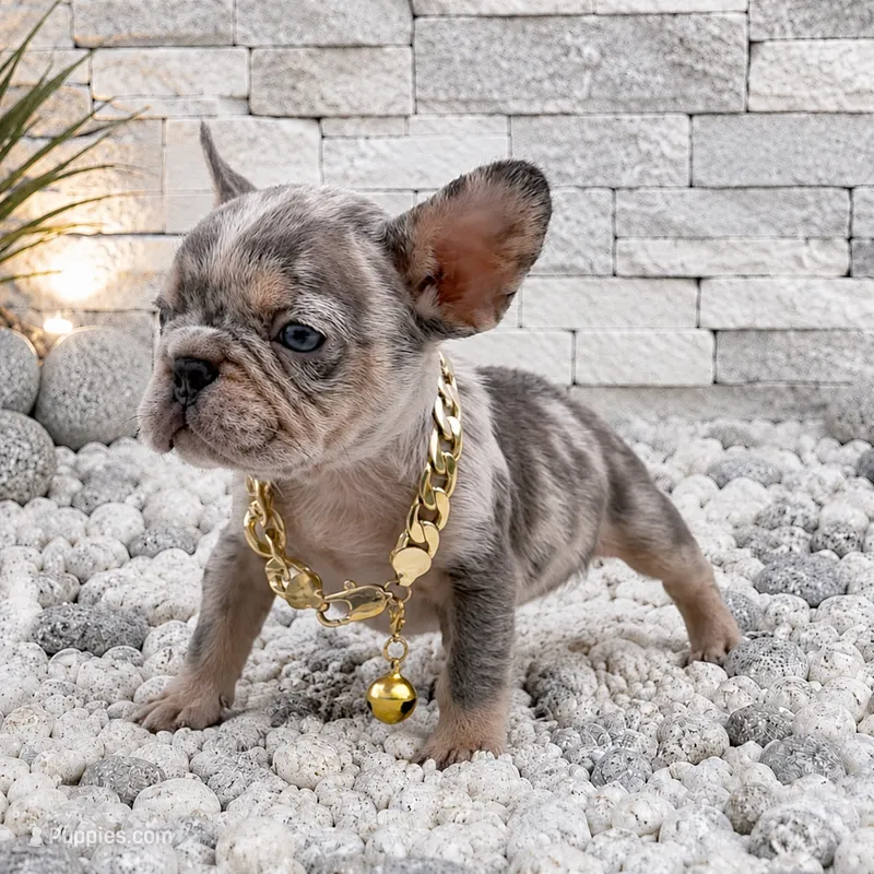 ELIOT – French Bulldog puppy for sale in Lehigh Acres, FL