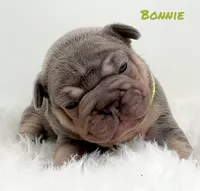 BONNIE, a female French Bulldog for sale in Lehigh Acres, FL – 4 of 6