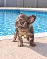 FIONA, a female French Bulldog for sale in Lehigh Acres, FL – 4 of 6