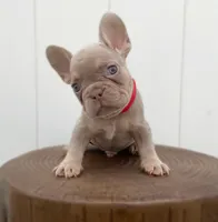 BRODY, a male French Bulldog for sale in Lehigh Acres, FL – 1 of 6