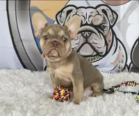 BELLA, a female French Bulldog for sale in Lehigh Acres, FL – 3 of 3