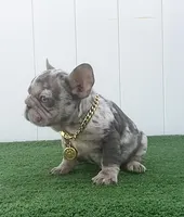 ELIOT, a male French Bulldog for sale in Lehigh Acres, FL – 4 of 7