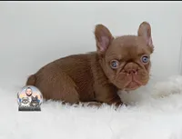 ABI, a female French Bulldog for sale in Lehigh Acres, FL – Photo 2 of 3