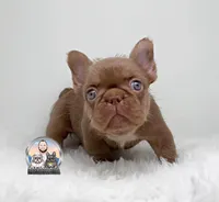 ABI, a female French Bulldog for sale in Lehigh Acres, FL – Photo 1 of 3