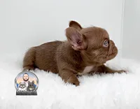 ABI, a female French Bulldog for sale in Lehigh Acres, FL – Photo 3 of 3