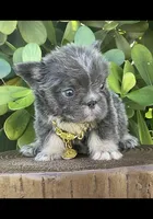 ARMANI(FLOODLE), a male French Bulldog for sale in Lehigh Acres, FL – Photo 6 of 8