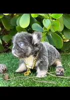 ARMANI(FLOODLE), a male French Bulldog for sale in Lehigh Acres, FL – Photo 3 of 8