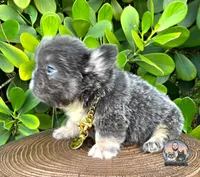 ARMANI(FLOODLE), a male French Bulldog for sale in Lehigh Acres, FL – Photo 2 of 8