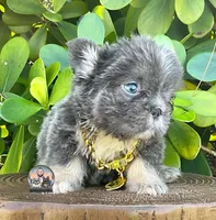 ARMANI(FLOODLE), a male French Bulldog for sale in Lehigh Acres, FL – Photo 1 of 8