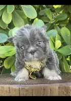 ARMANI(FLOODLE), a male French Bulldog for sale in Lehigh Acres, FL – Photo 7 of 8