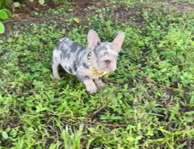 ELIOT, a male French Bulldog for sale in Lehigh Acres, FL – 8 of 8