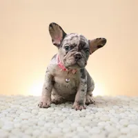 ENMA, a female French Bulldog for sale in Lehigh Acres, FL – 4 of 10