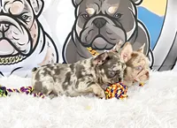 CHANNEL, a female French Bulldog for sale in Lehigh Acres, FL – 1 of 3