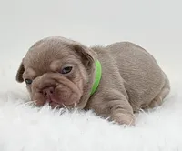 BELLA, a female French Bulldog for sale in Lehigh Acres, FL – 2 of 4